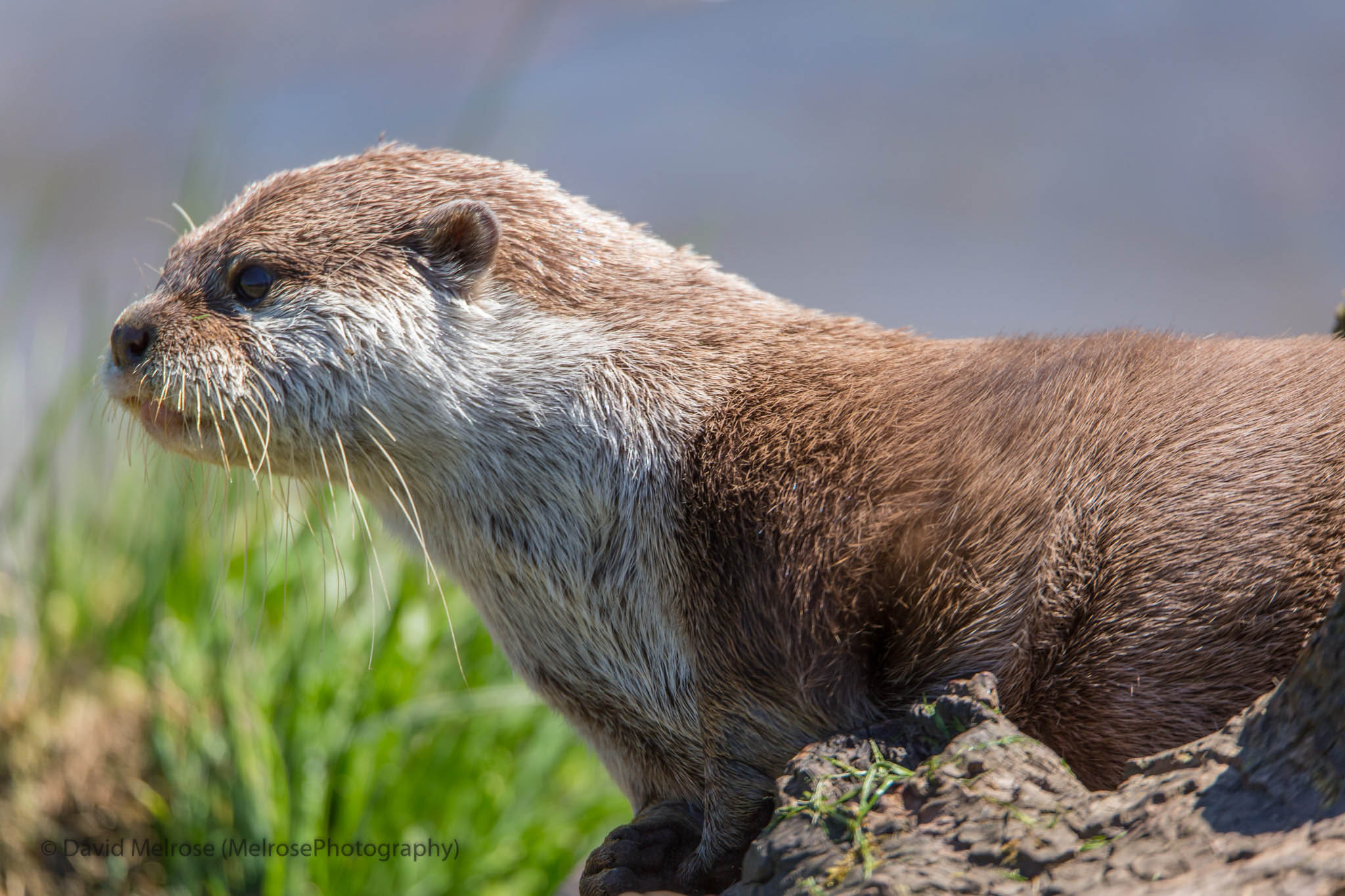 wildlife/Cupar Deer Center-May2017-0201-Web Size.jpg